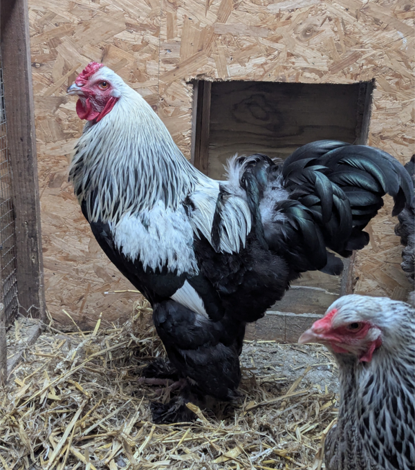 LF Exhibition Dark Brahma X 12 Hatching Eggs