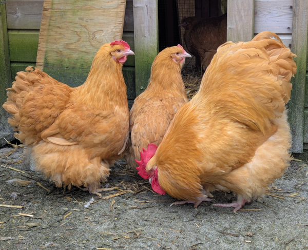 Large Fowl Buff Orpington X 6 Hatching Eggs