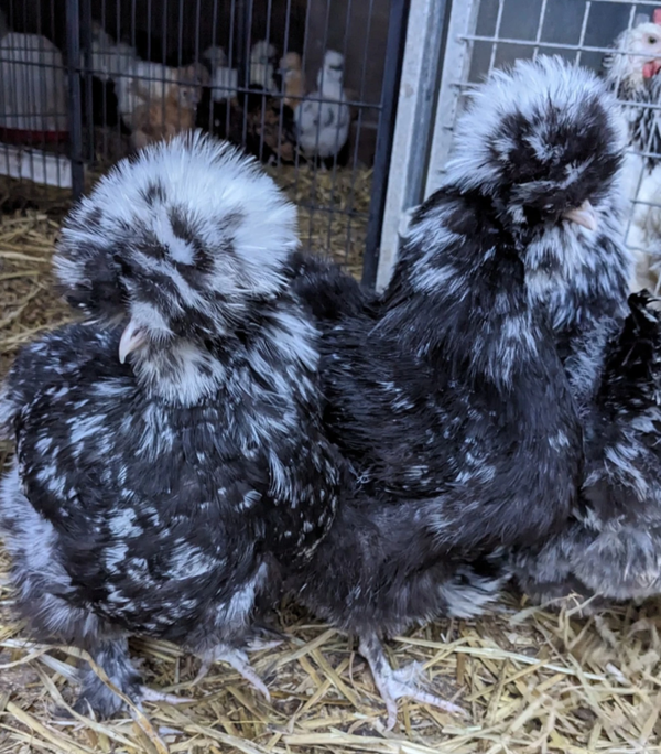 USA Black and Blue Mottled Silkie & X 6 Hatching Eggs