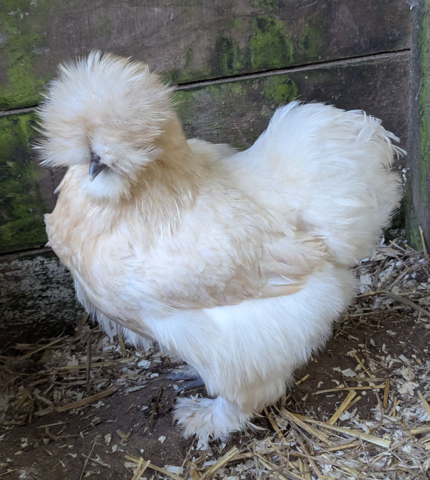 USA Lemon Silkie X 6 Hatching Eggs