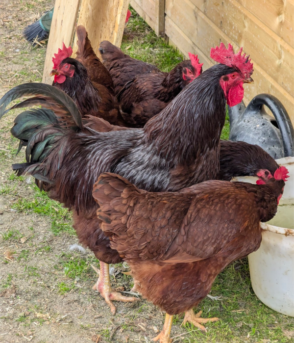 Rhode Island Red LF X 12 Hatching Eggs