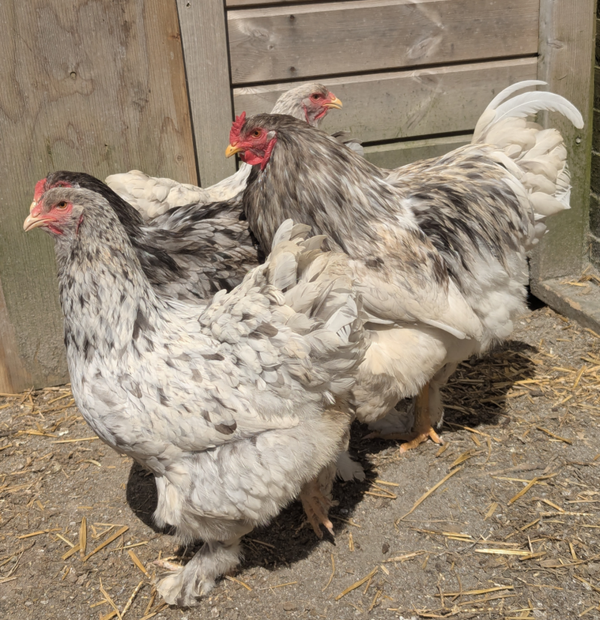 Splash Brahma LF X 6 Hatching Eggs