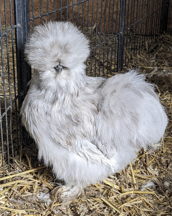 USA Silkie Paint / Chocolate Paint X 6 Bantam Hatching Eggs