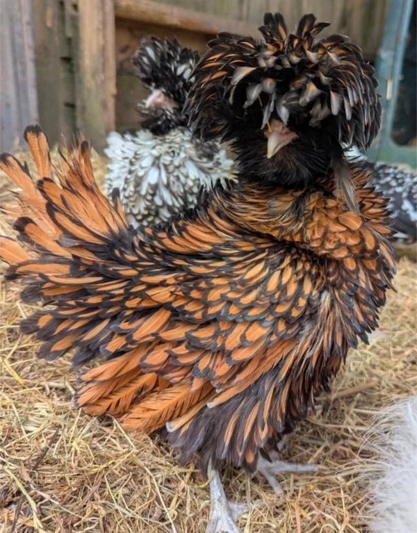 Polish X 12 Hatching Eggs - Purebred Colour Pens