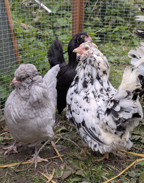 Blue Eggs - Araucana Bantam X 6 Hatching eggs - Splash, Black & Lavender
