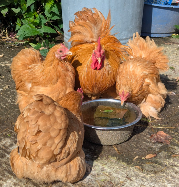 Buff Pekin Bantam X 6 Hatching Eggs