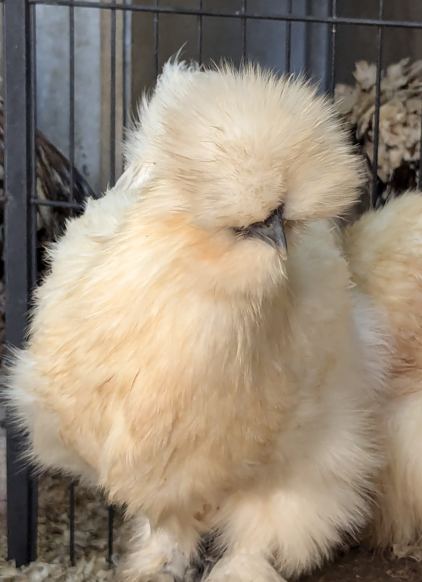 USA Lemon Silkie X 6 Hatching Eggs
