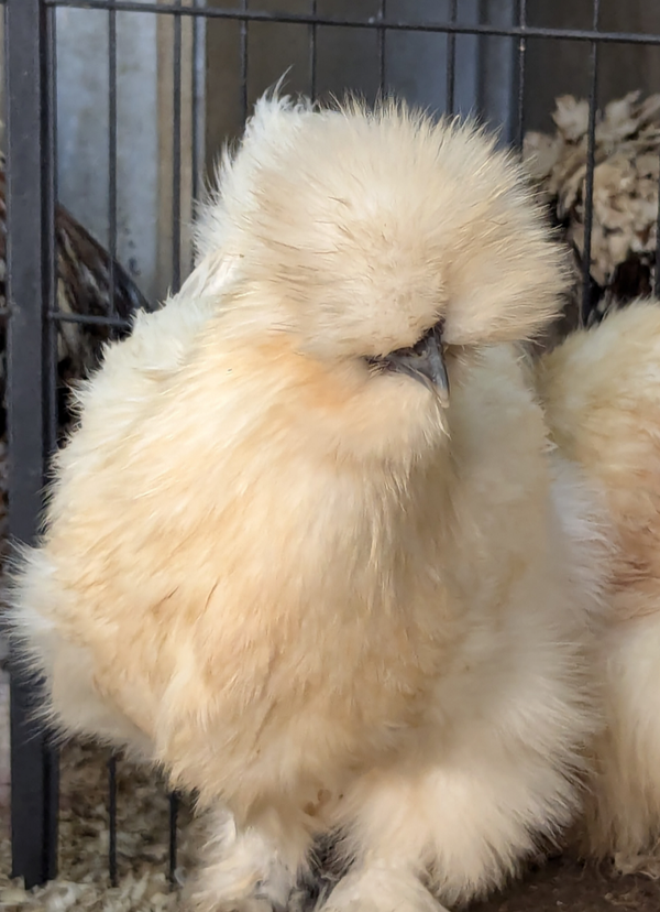 USA Lemon Silkie X 6 Hatching Eggs