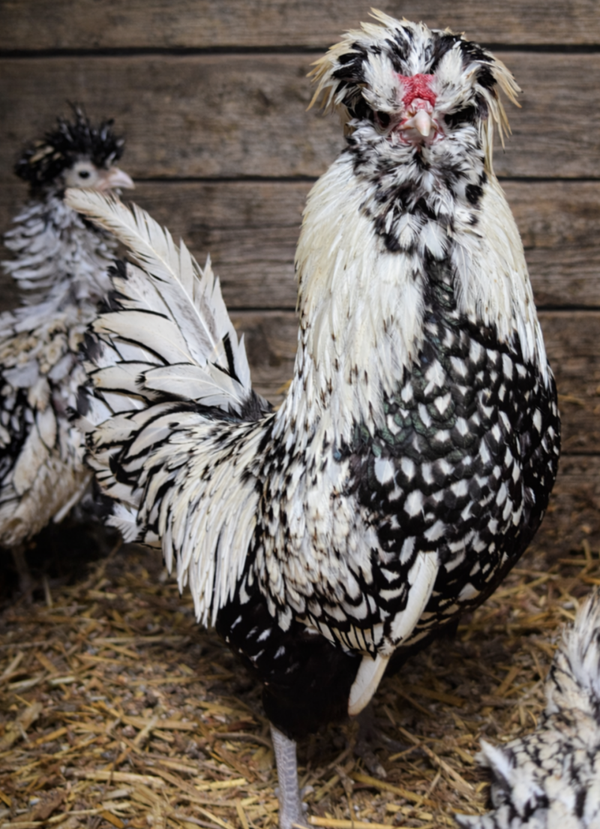 Silver Laced Smooth & Frizzle X 6 Polish Bantam Hatching Eggs