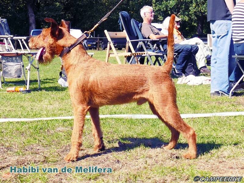10a-habibi-van-de-mellifera-standard.jpg