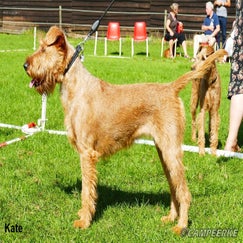 10a-kate-standard.jpg