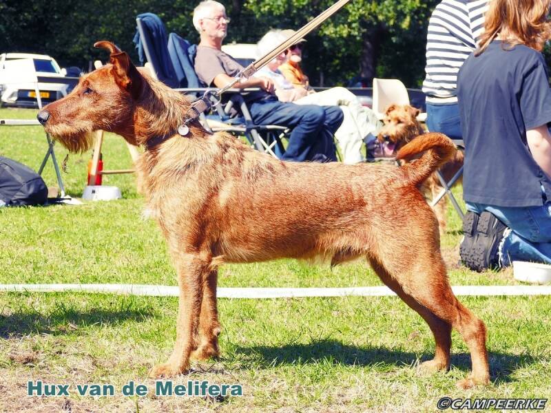 10d-hux-van-de-mellifera-standard.jpg