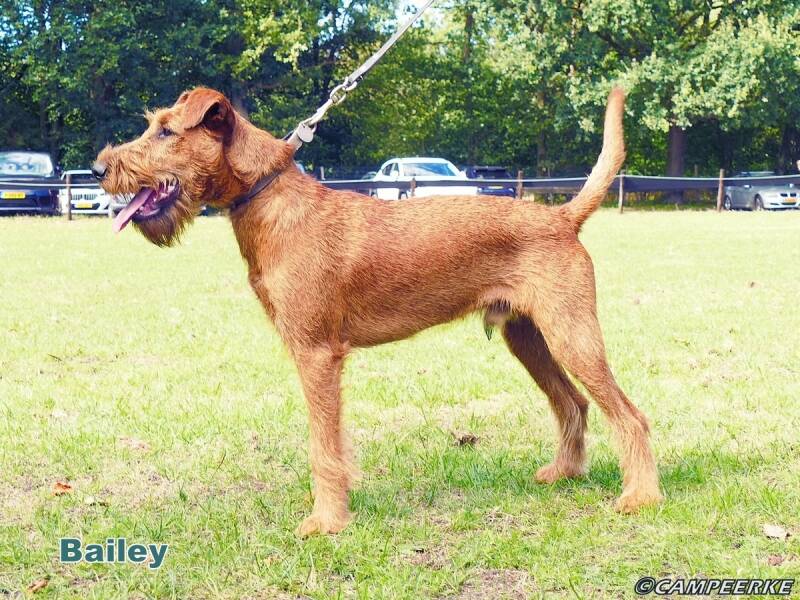 11a-bailey-standard.jpg