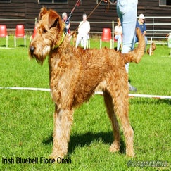 11c-irish-bluebell-fione-onah-standard.jpg