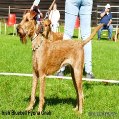 11d-irish-bluebell-fyona-onah-standard.jpg