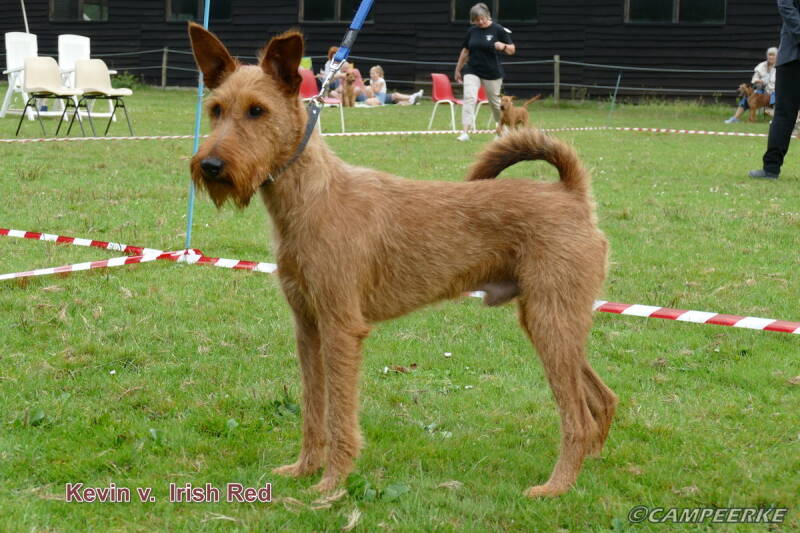 1a-kevin-v-irish-red-standard.jpg