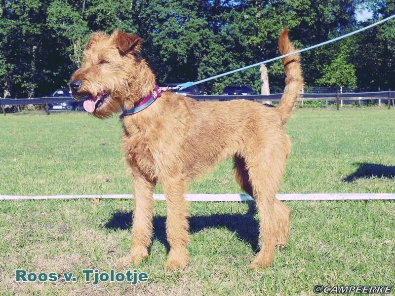 1a-roos-v-tjolotjo-standard-watorl.jpg