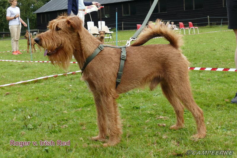 1b-roger-v-irish-red-standard.jpg