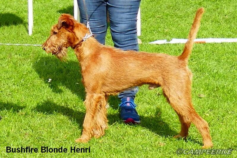 2a-bushfire-blonde-henri-2-standard-tenn7z.jpg