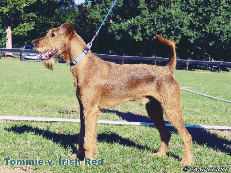 2a-tommie-v-irish-red-standard-sgbsn4.jpg