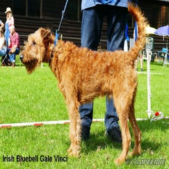 3a-irish-bluebell-gale-vinci_1-standard-vxao7a.jpg