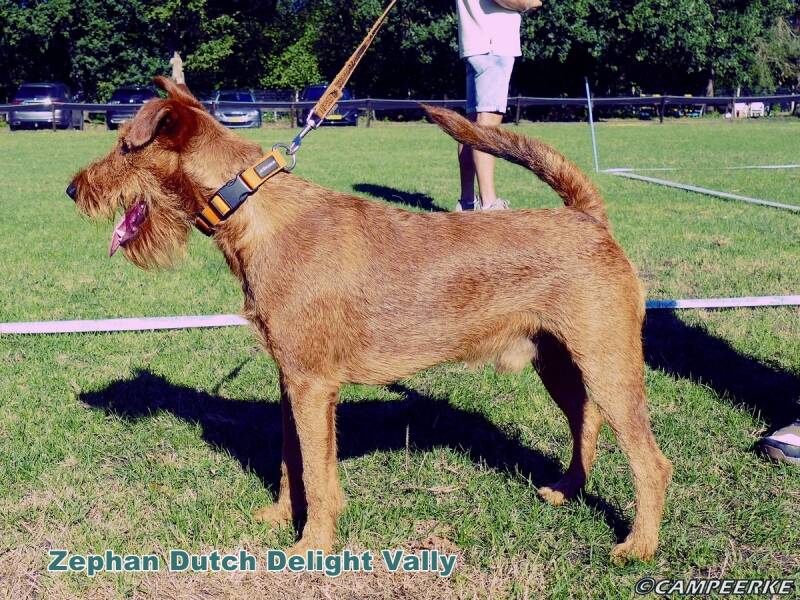 3a-zephan-dutch-delight-valley-standard-my7wku.jpg