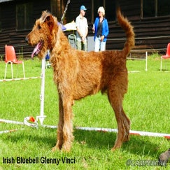 3b-irish-bluebell-glenny-vinci_1-standard-ldjfd6.jpg