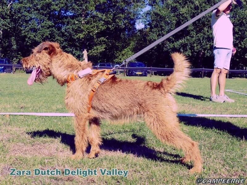 3b-zara-dutch-deligt-valley-standard-0h046h.jpg
