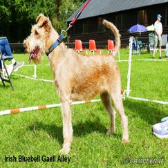 3c-irish-bluebell-gaell-ailey-standard-6lvuzx.jpg