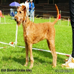 3e-irish-bluebell-graine-ailey_1-standard-kes9xf.jpg