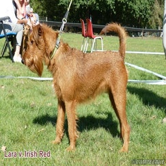 4a-lara-v-irish-red-standard.jpg