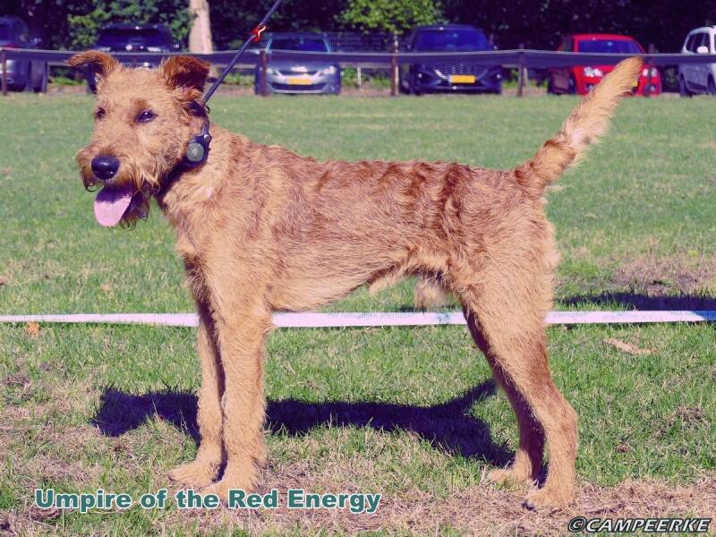4c-umpire-of-the-red-energy-standard-w7litv.jpg