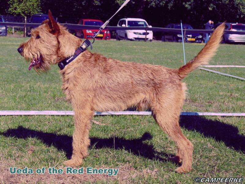 4d-ueda-of-the-red-energy-standard-2yhlzf.jpg