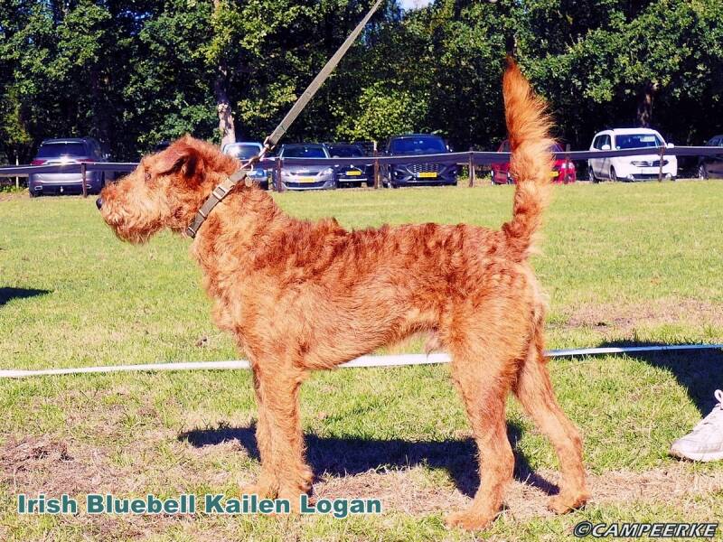 5b-irish-bluebell-kailen-logan-standard.jpg