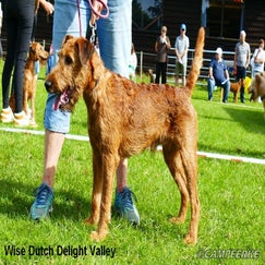 5b-wise-dutch-delight-valley-standard-p1hzeb.jpg