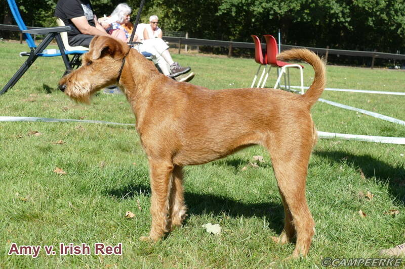 5c-amy-v-irish-red-standard.jpg