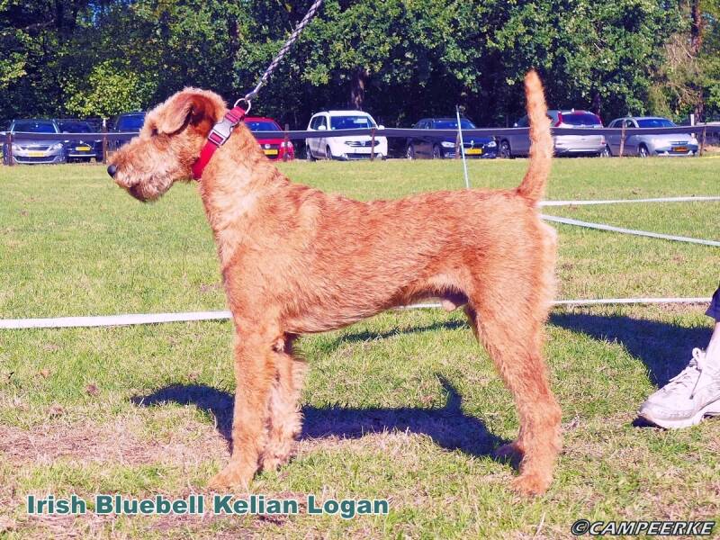 5c-irish-bluebell-kelian-logan-standard.jpg