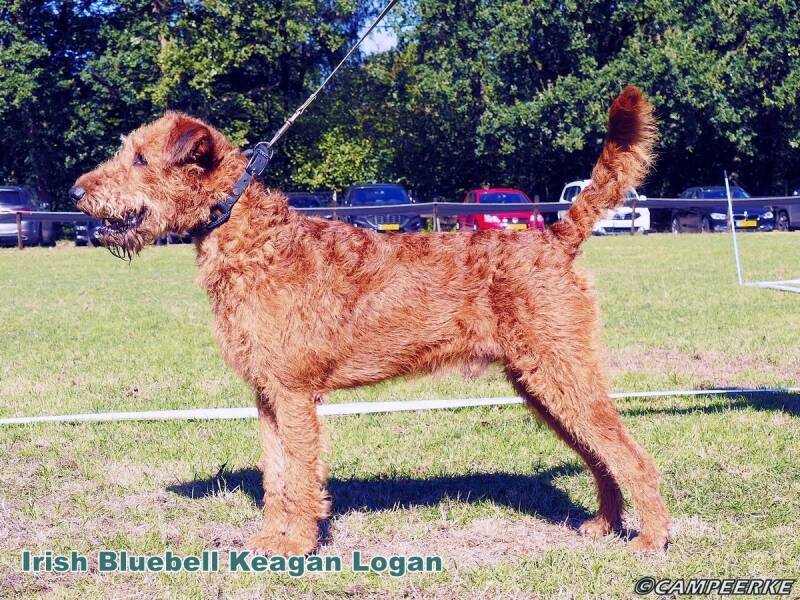 5d-irish-bluebell-keagan-logan-standard.jpg