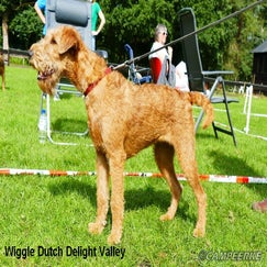 5d-wiggle-dutch-delight-valley-standard-0ugevk.jpg