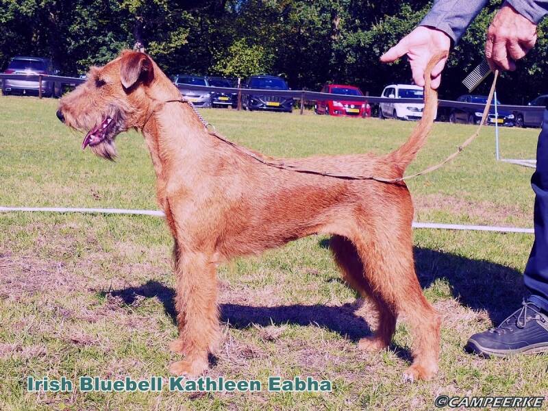 5f-irish-bluebell-kathleen-eabha-standard.jpg