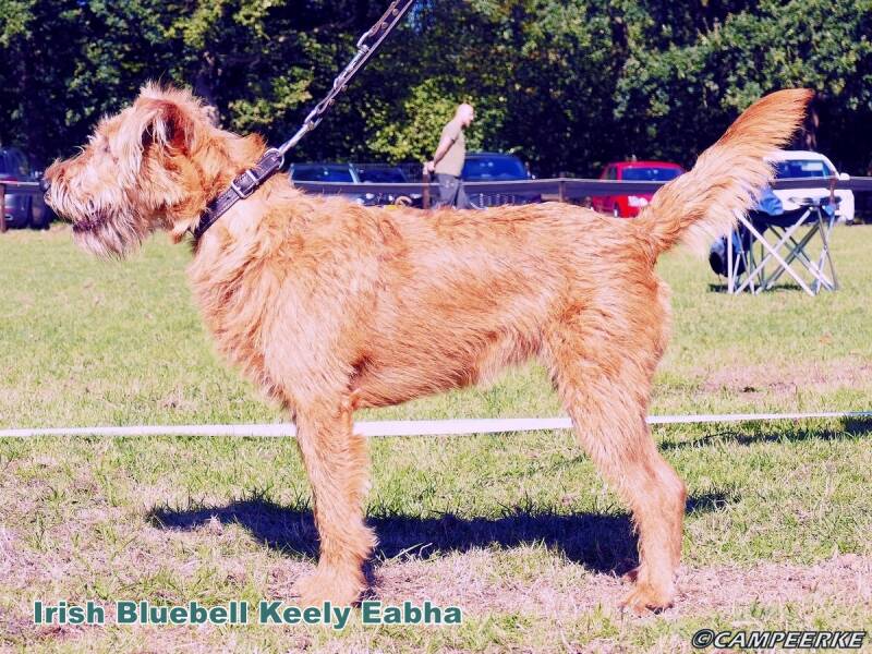 5g-irish-bluebell-keely-eabha-standard.jpg