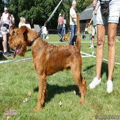 6a-adam-standard.jpg