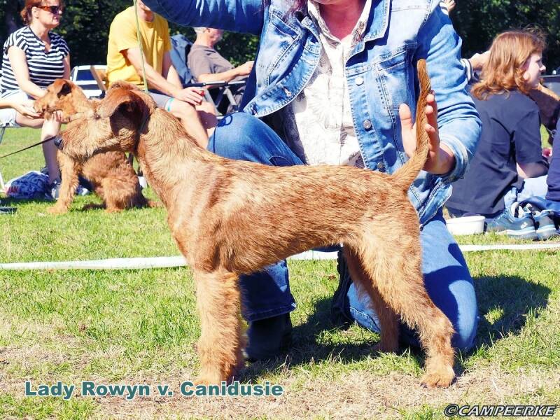 6b-lady-rowyn-v-canidusie-standard.jpg