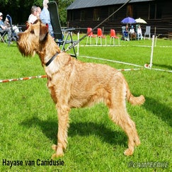 6c-hayase-van-canidusie-standard-gwgju8.jpg