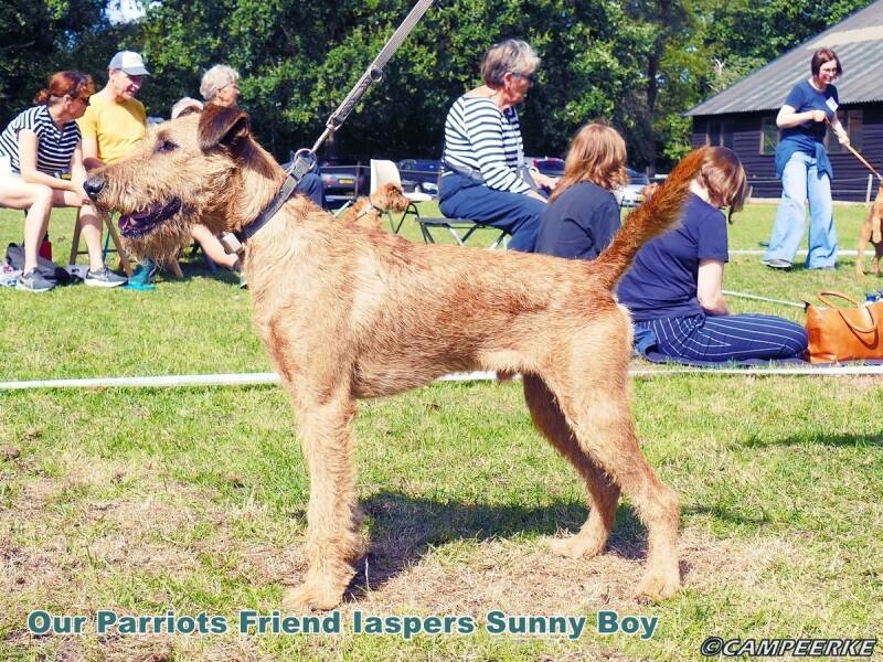7a-our-parriots-friend-iaspers-sunny-boy-standard-8qjuwg.jpg