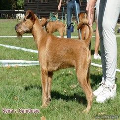8c-keira-v-canidusie-standard-wxyojp.jpg
