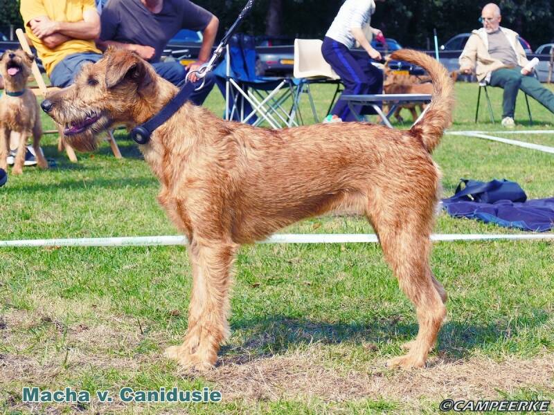 8c-macha-v-canidusie-standard.jpg