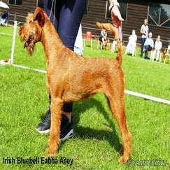 8d-irish-bluebell-eabha-ailey-standard.jpg