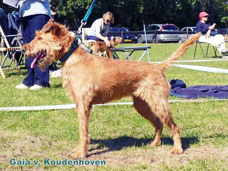 9c-gaia-v-koudenhoven-standard.jpg