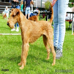 9d-aspen-standard.jpg
